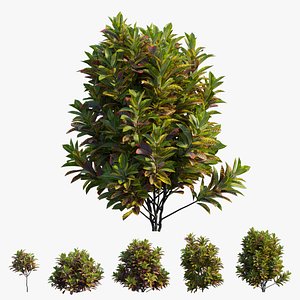 Croton plant set 15 3D