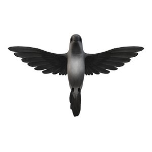 hummingbird