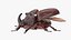 Жук-носорог Oryctes Nasicornis Rigged