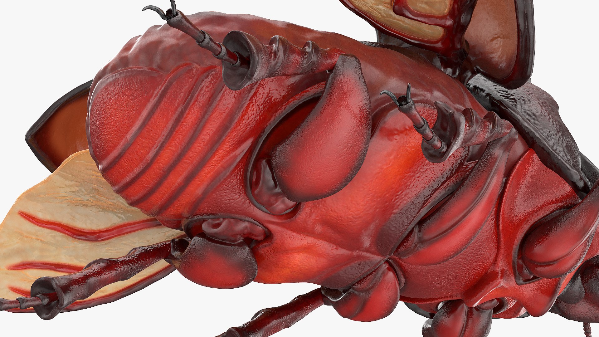 3D model rhinoceros beetle oryctes nasicornis https://p.turbosquid.com/ts-thumb/dg/OnLmk9/Di3ovss9/rhinocerosbeetleoryctesnasicornisriggedmb3dmodel024/jpg/1585393017/1920x1080/fit_q87/a6fe5d84cead1269b701b54f4b4ba61cd4725373/rhinocerosbeetleoryctesnasicornisriggedmb3dmodel024.jpg