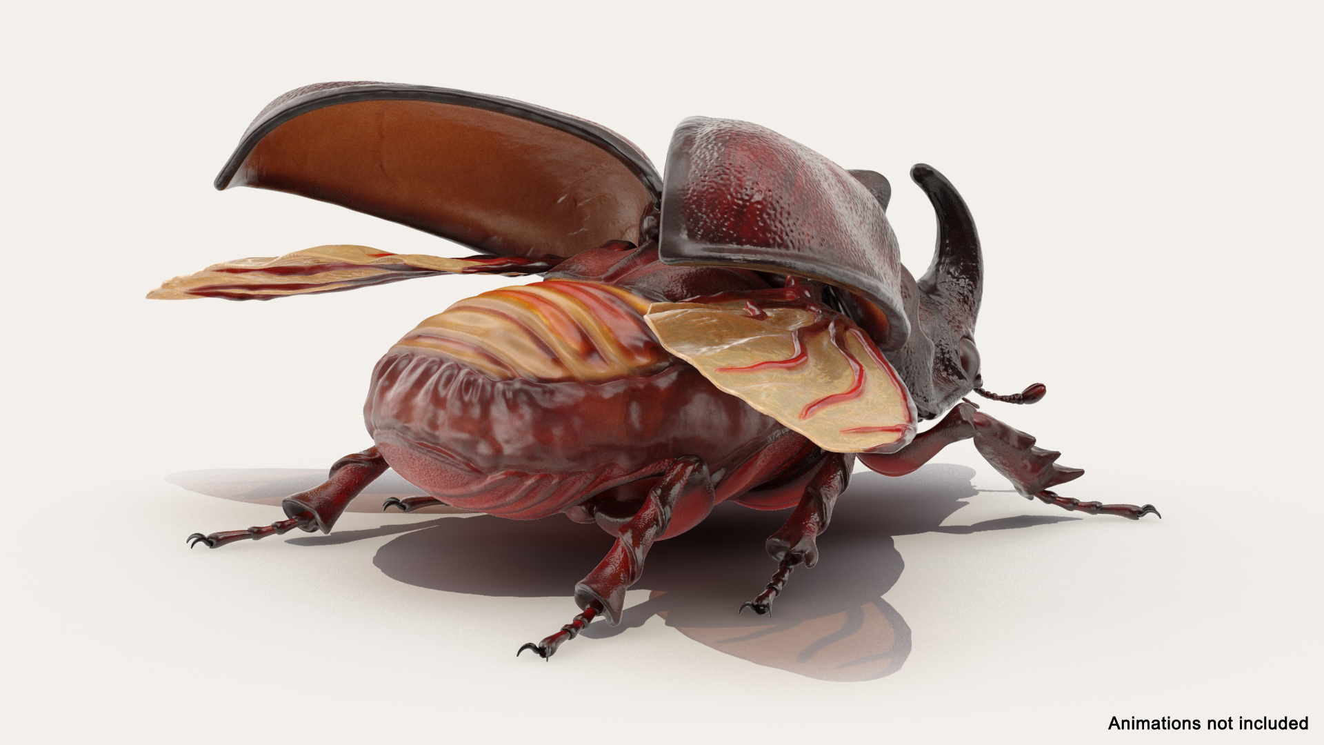 3D model rhinoceros beetle oryctes nasicornis https://p.turbosquid.com/ts-thumb/dg/OnLmk9/NQFg3me9/rhinoceros_beetle_oryctes_nasicornis_rigged_362/jpg/1585390449/1920x1080/turn_fit_q99/bf78bb2271f16163e85d57ab3ee969e6798ea26a/rhinoceros_beetle_oryctes_nasicornis_rigged_362-1.jpg