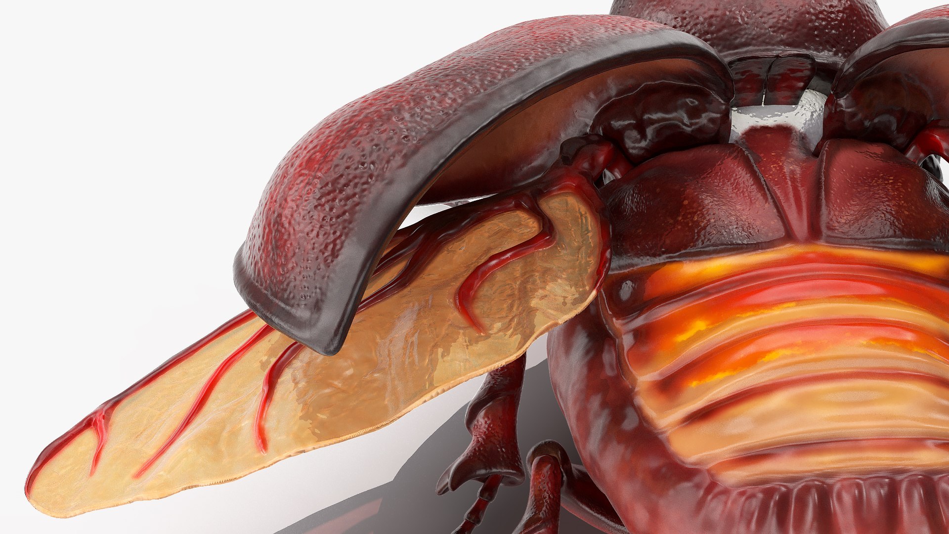 3D model rhinoceros beetle oryctes nasicornis https://p.turbosquid.com/ts-thumb/dg/OnLmk9/RFGzI8rr/rhinocerosbeetleoryctesnasicornisriggedmb3dmodel028/jpg/1585393052/1920x1080/fit_q87/a08fa12f6642274395879590b14b6f2032b256af/rhinocerosbeetleoryctesnasicornisriggedmb3dmodel028.jpg