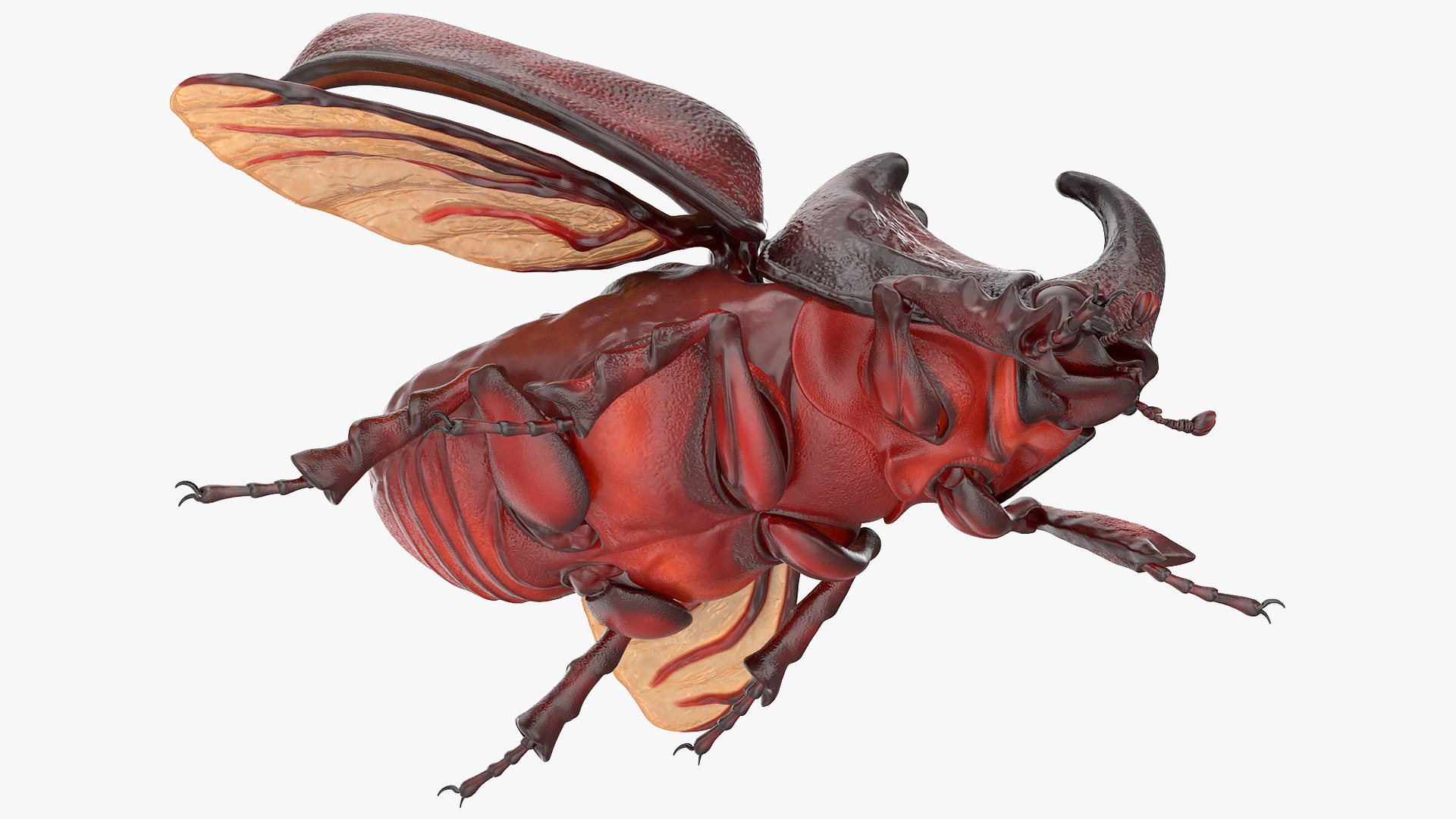 3D model rhinoceros beetle oryctes nasicornis https://p.turbosquid.com/ts-thumb/dg/OnLmk9/e7IuvvaL/rhinocerosbeetleoryctesnasicornisriggedmb3dmodel021/jpg/1585392992/1920x1080/fit_q87/e73cb16e0ae0e42f879328e7b039352d2d03341e/rhinocerosbeetleoryctesnasicornisriggedmb3dmodel021.jpg