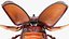 Жук-носорог Oryctes Nasicornis Rigged