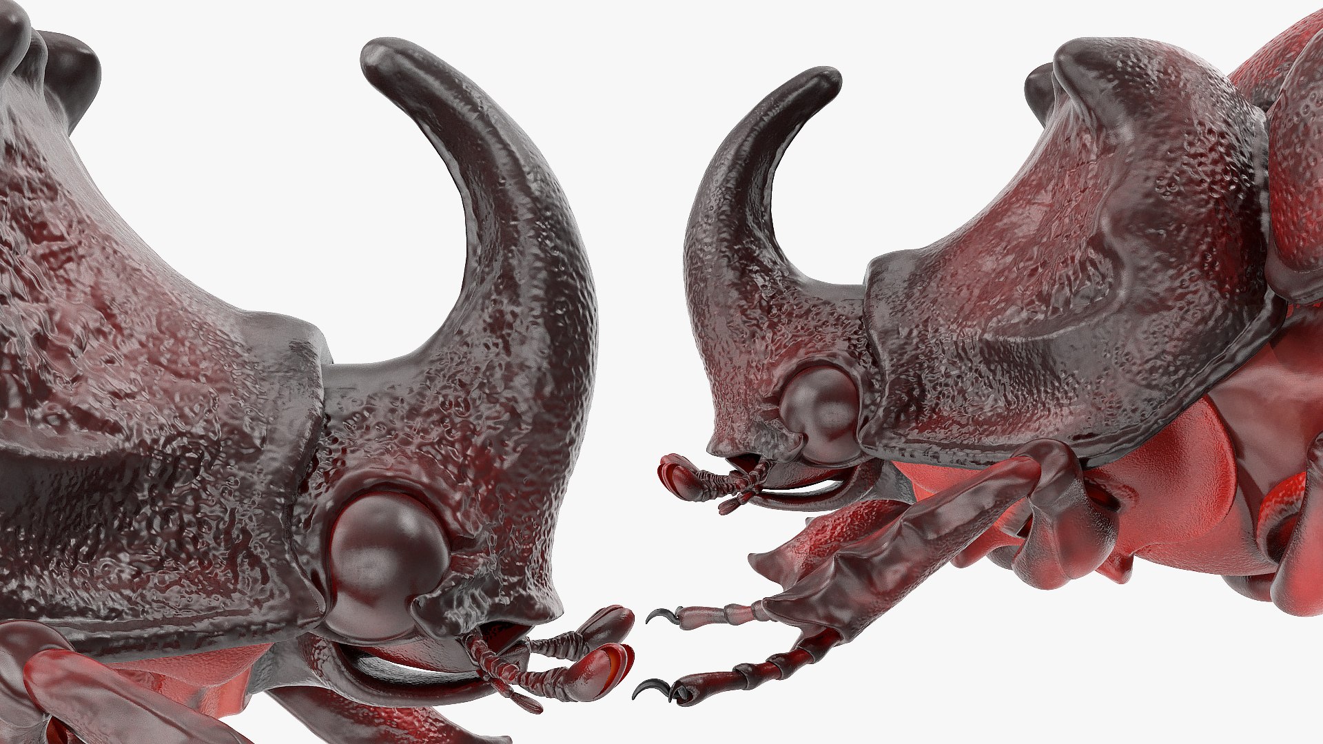 3D model rhinoceros beetle oryctes nasicornis https://p.turbosquid.com/ts-thumb/dg/OnLmk9/w1eYiiuB/rhinocerosbeetleoryctesnasicornisriggedmb3dmodel029/jpg/1585393060/1920x1080/fit_q87/bf97e0cd95f826f2d9292075741867774ba10d61/rhinocerosbeetleoryctesnasicornisriggedmb3dmodel029.jpg