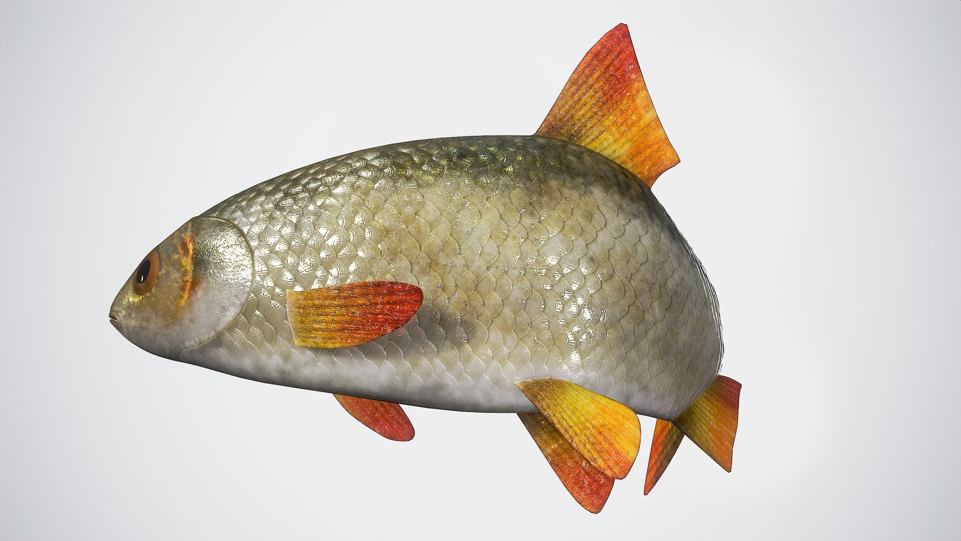 3D Fish Rudd Animated PBR https://p.turbosquid.com/ts-thumb/dg/ZYB9MI/6x/main20/png/1687712883/1920x1080/fit_q87/f64fd43dbbede18a194aab9b73332edde222cc1a/main20.jpg