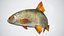 Fish Rudd PBR animato