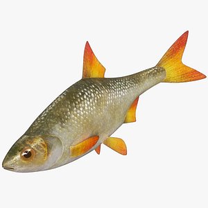 3D Fish Rudd Animated PBR