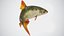 Fish Rudd PBR animato