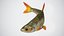 Fish Rudd PBR animato