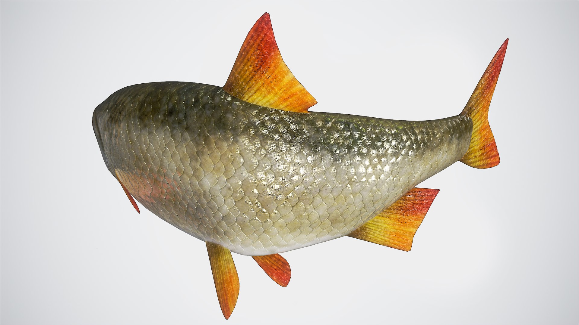 3D Fish Rudd Animated PBR https://p.turbosquid.com/ts-thumb/dg/ZYB9MI/KU/main19/png/1687712882/1920x1080/fit_q87/bcb134643fe9dee7dfae4d0b5d85e0d6cdffd72d/main19.jpg