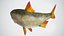 Fish Rudd PBR animato