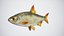 Fish Rudd PBR animato