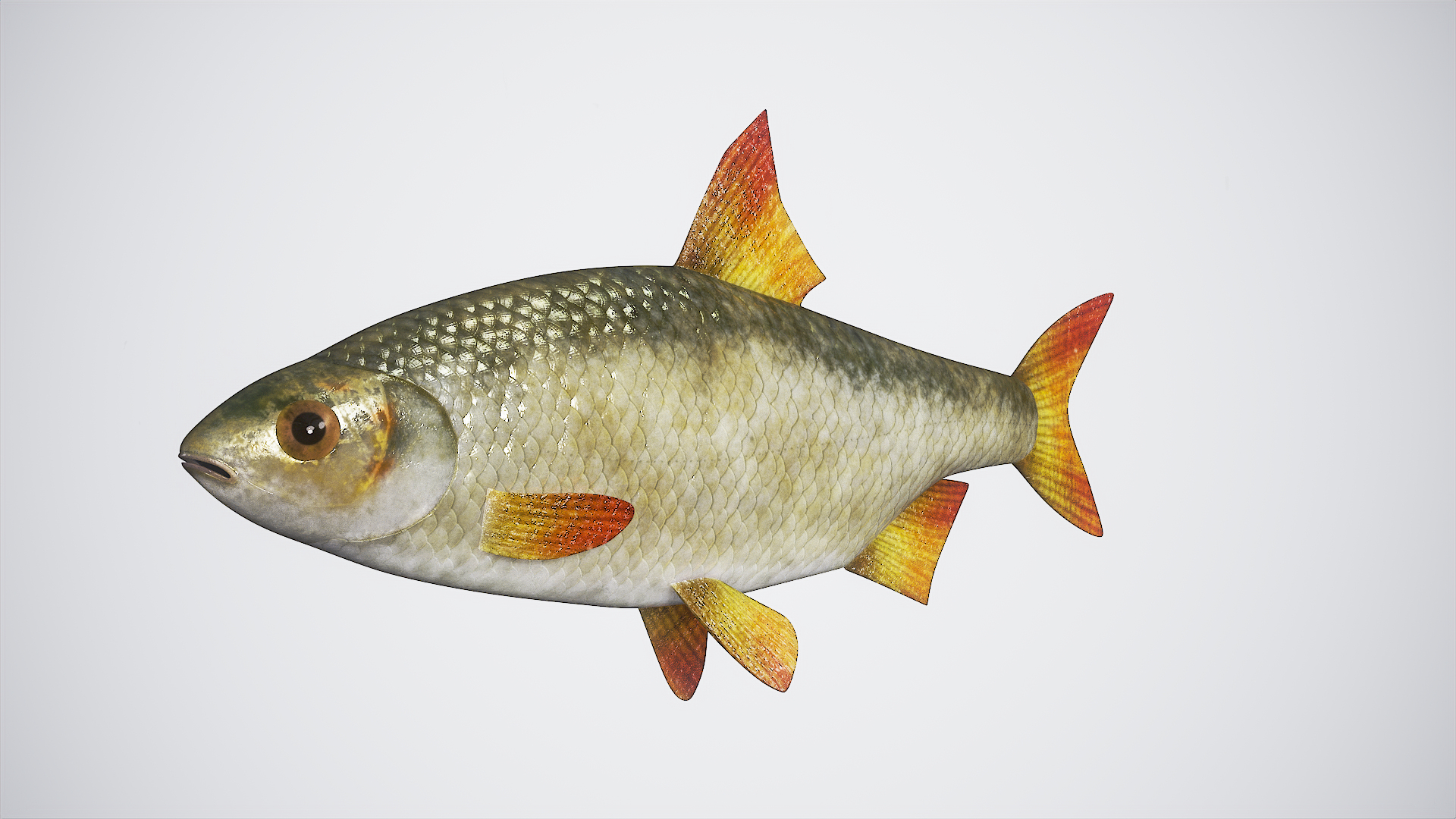 3D Fish Rudd Animated PBR https://p.turbosquid.com/ts-thumb/dg/ZYB9MI/Nd/00/png/1687719717/1920x1080/turn_fit_q99/70f1713201377890fc3846369c79e809be2387a5/00-1.jpg