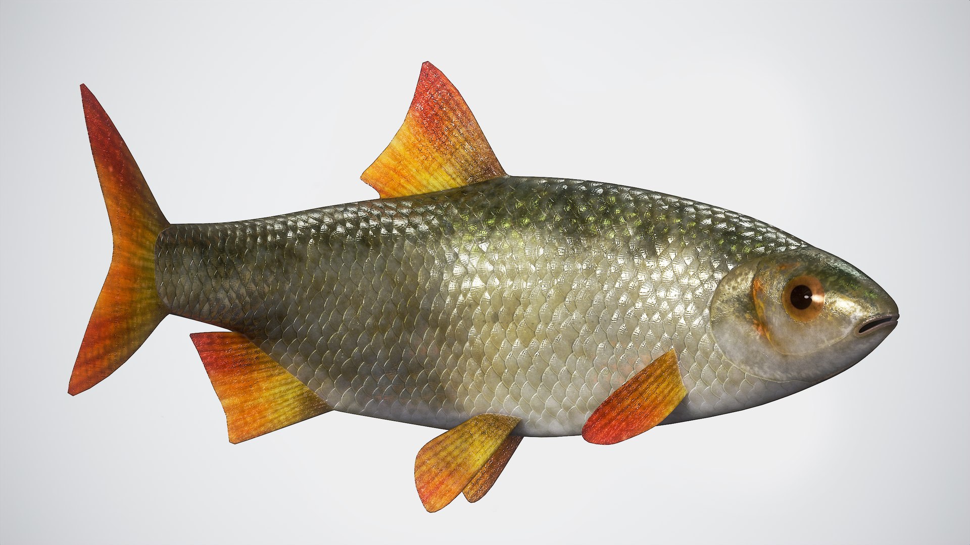 3D Fish Rudd Animated PBR https://p.turbosquid.com/ts-thumb/dg/ZYB9MI/TE/main2/png/1687712873/1920x1080/fit_q87/86fd240be52bfe4d2ec89da08f265e0c75d67d2c/main2.jpg