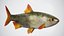 Fish Rudd PBR animato