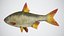 Fish Rudd PBR animato