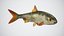 Fish Rudd PBR animato