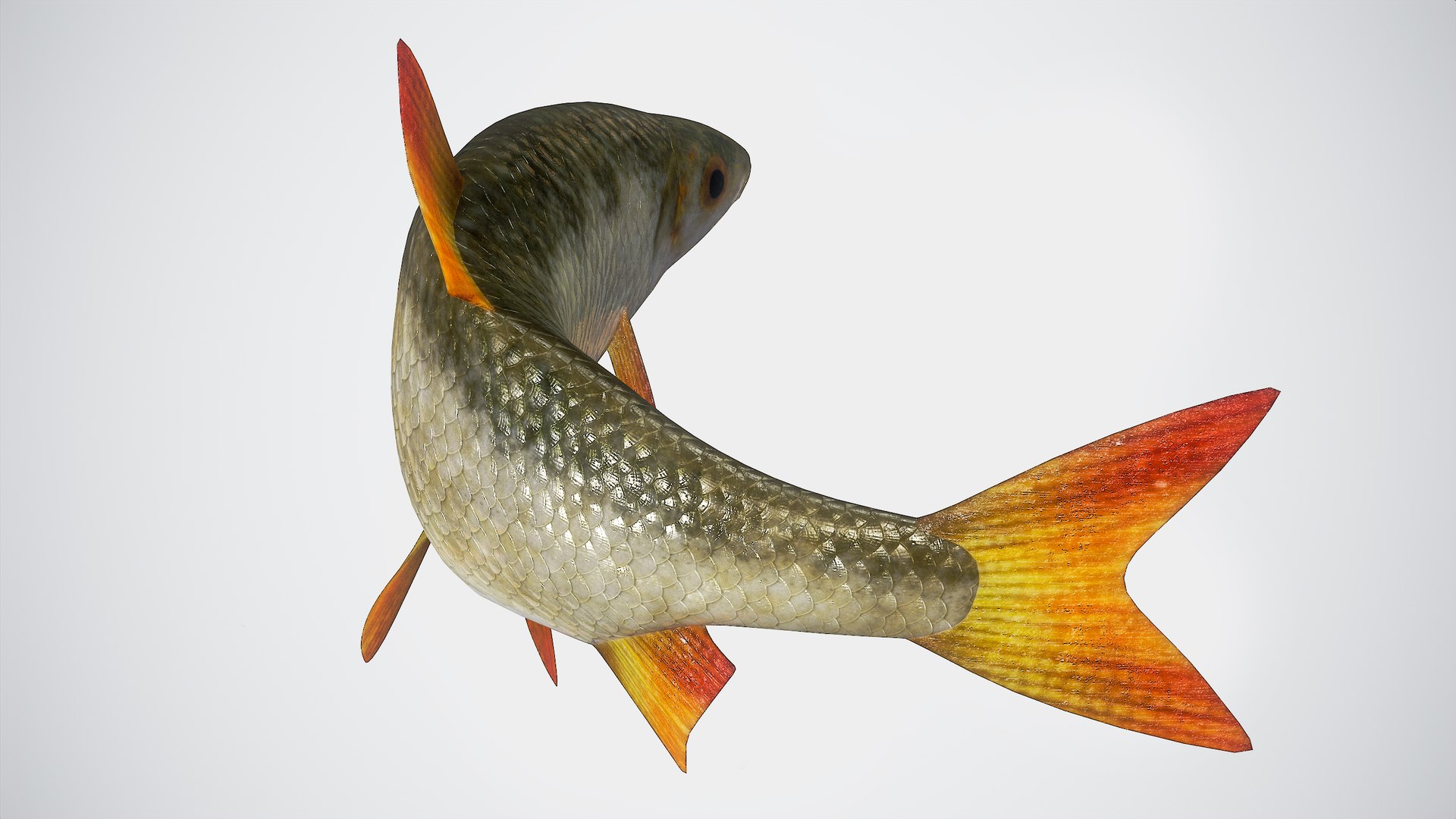 3D Fish Rudd Animated PBR https://p.turbosquid.com/ts-thumb/dg/ZYB9MI/ew/main18/png/1687712879/1920x1080/fit_q87/2d77d66a850fda06ecd57af0119f115a42026617/main18.jpg