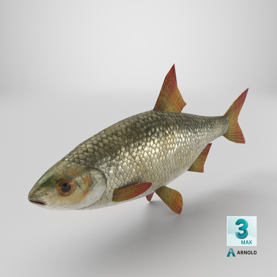 3D Fish Rudd Animated PBR https://p.turbosquid.com/ts-thumb/dg/ZYB9MI/sB/stemcell_max_arnold_render/png/1722892696/1920x1080/fit_q87/5caeca8bdadb10eaf80e918913115fc27d99b43f/stemcell_max_arnold_render.jpg