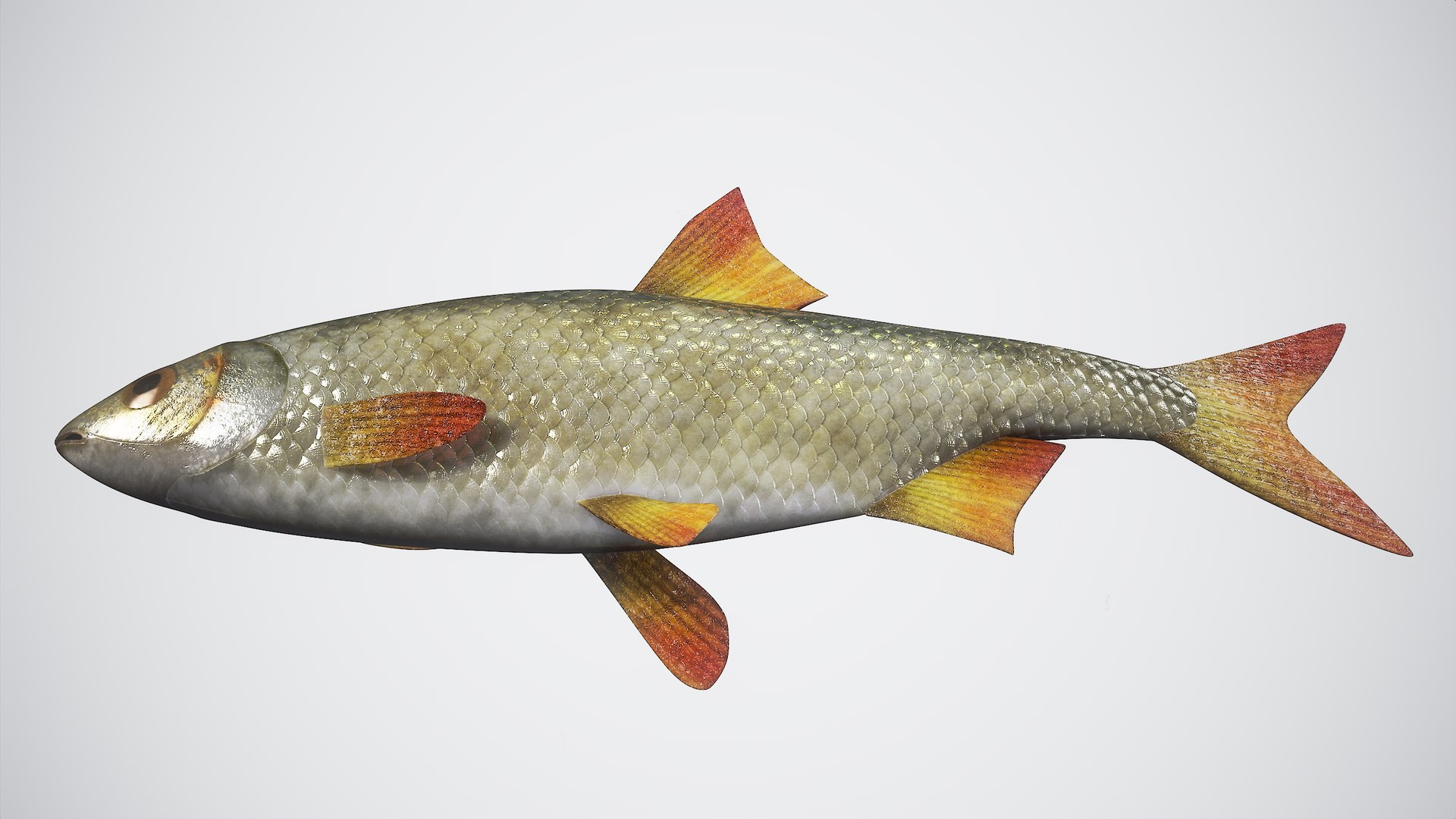 3D Fish Rudd Animated PBR https://p.turbosquid.com/ts-thumb/dg/ZYB9MI/vu/r_viewport_013/png/1687712895/1920x1080/fit_q87/df085a7b1d600e508d13ac434a36237ca7c64724/r_viewport_013.jpg