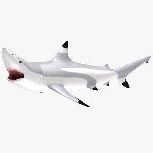 3d blacktip shark animation