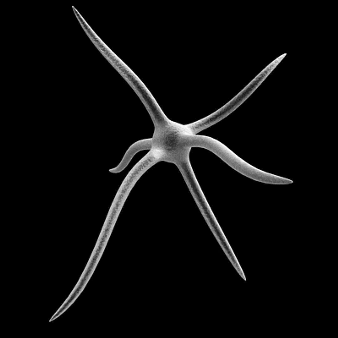  https://p.turbosquid.com/ts-thumb/dg/gOu1NC/mqfoTbB6/neuron/jpg/1133402194/1920x1080/fit_q87/7d80c5b6f1229df29290d2a3b2979e21c8947b68/neuron.jpg