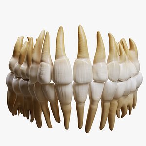 Human Tooth 3D model