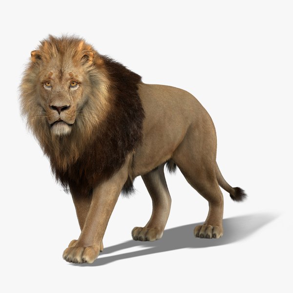 Lion 3D Models for Download | TurboSquid