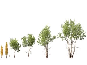 3D HighpolyLow Poly Populus tremuloides - Quaking aspen model