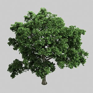 3D model -