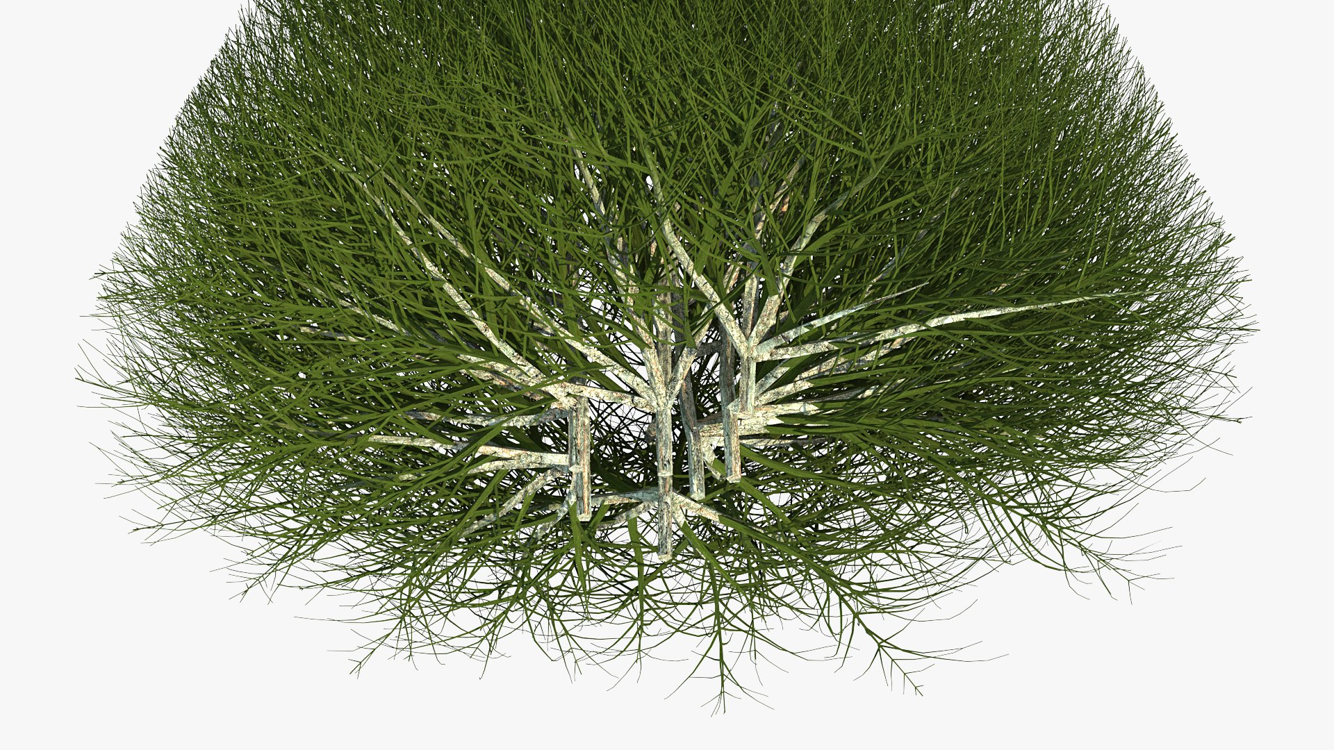 3D model pyramidal bare shrub https://p.turbosquid.com/ts-thumb/dh/J8t4DG/La3PBfzo/pyramidalbareshrubvray3dmodel008/jpg/1591333296/1920x1080/fit_q87/ba5d22e4d30f7ecc946834af7bbc784025dd6266/pyramidalbareshrubvray3dmodel008.jpg