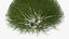 Pyramidal Bare Shrub