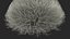 Pyramidal Bare Shrub