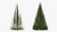 Pyramidal Bare Shrub