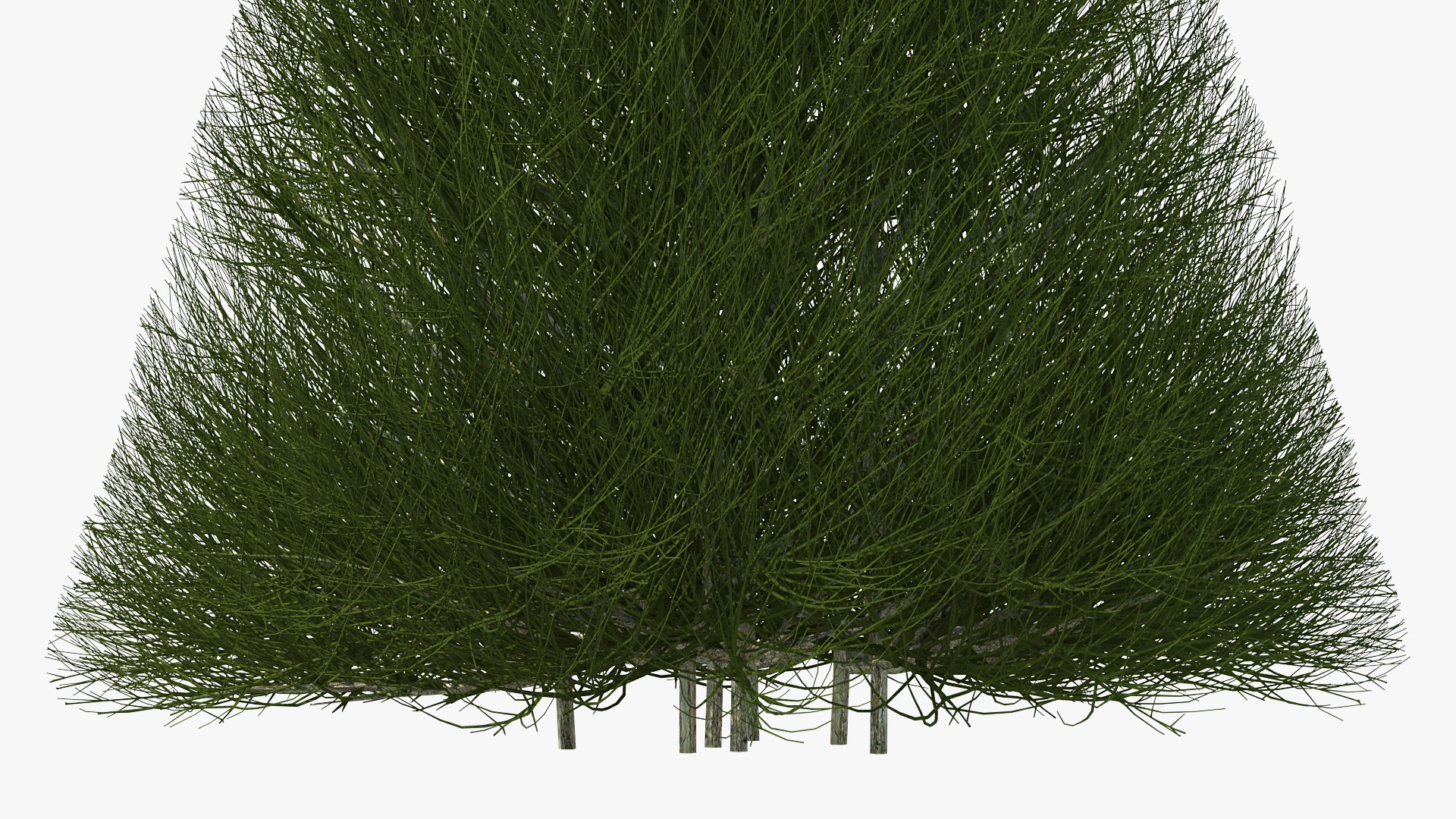 3D model pyramidal bare shrub https://p.turbosquid.com/ts-thumb/dh/J8t4DG/io4Lprwq/pyramidalbareshrubvray3dmodel007/jpg/1591333285/1920x1080/fit_q87/bc1afdc8ea333e7b8f626b7c8826c66a3c48916e/pyramidalbareshrubvray3dmodel007.jpg