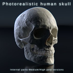 Human skull photorealistic