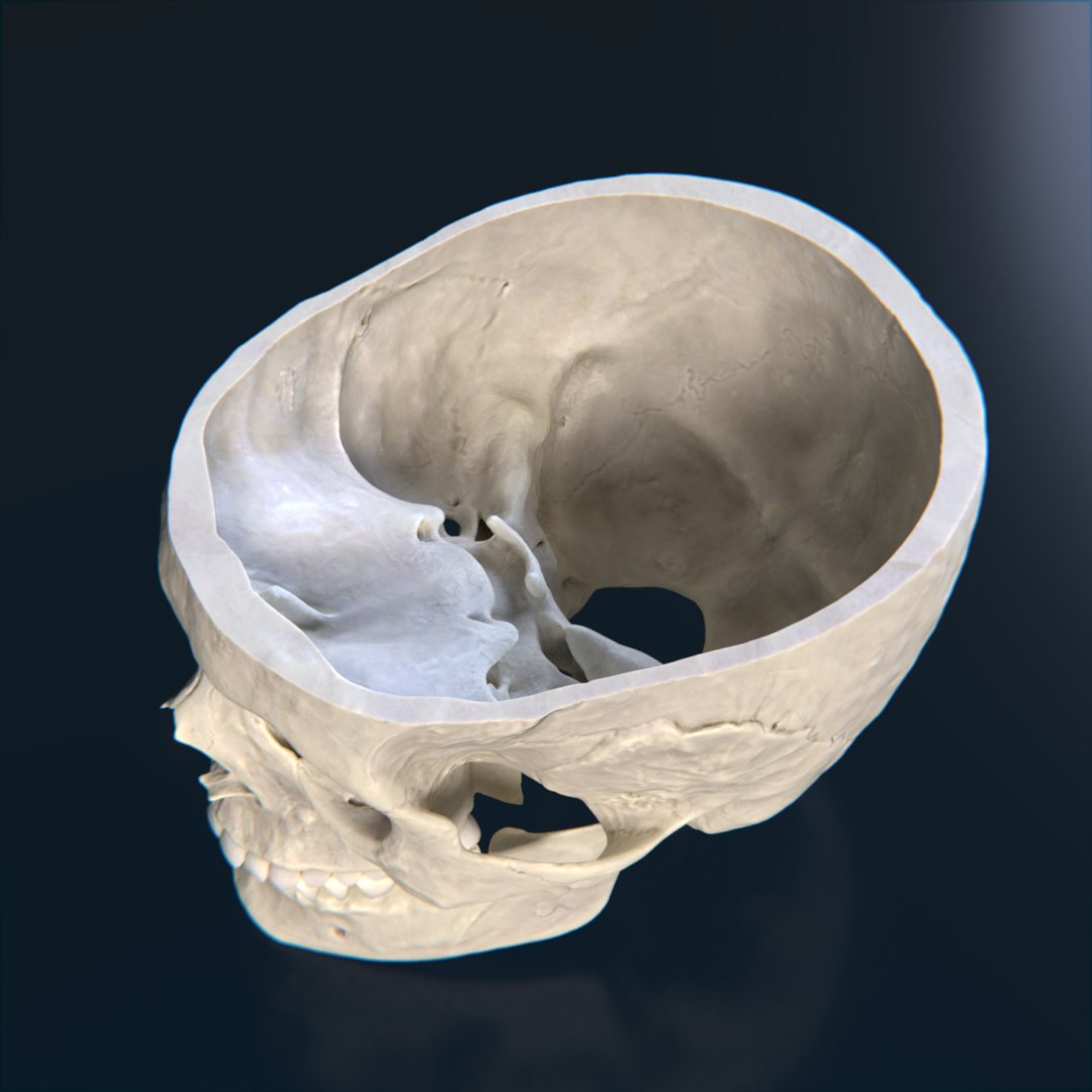 Human Skull 3D Model - TurboSquid 1264326