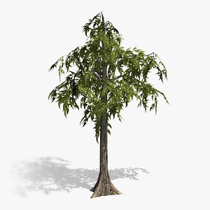 Eucalyptus Tree