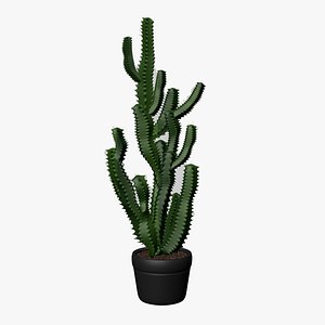 Potted Cactus Plant