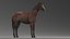 Caballo aparejado