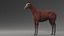 horse rigged model