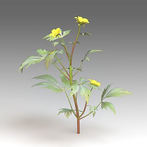 Ranunculus flower