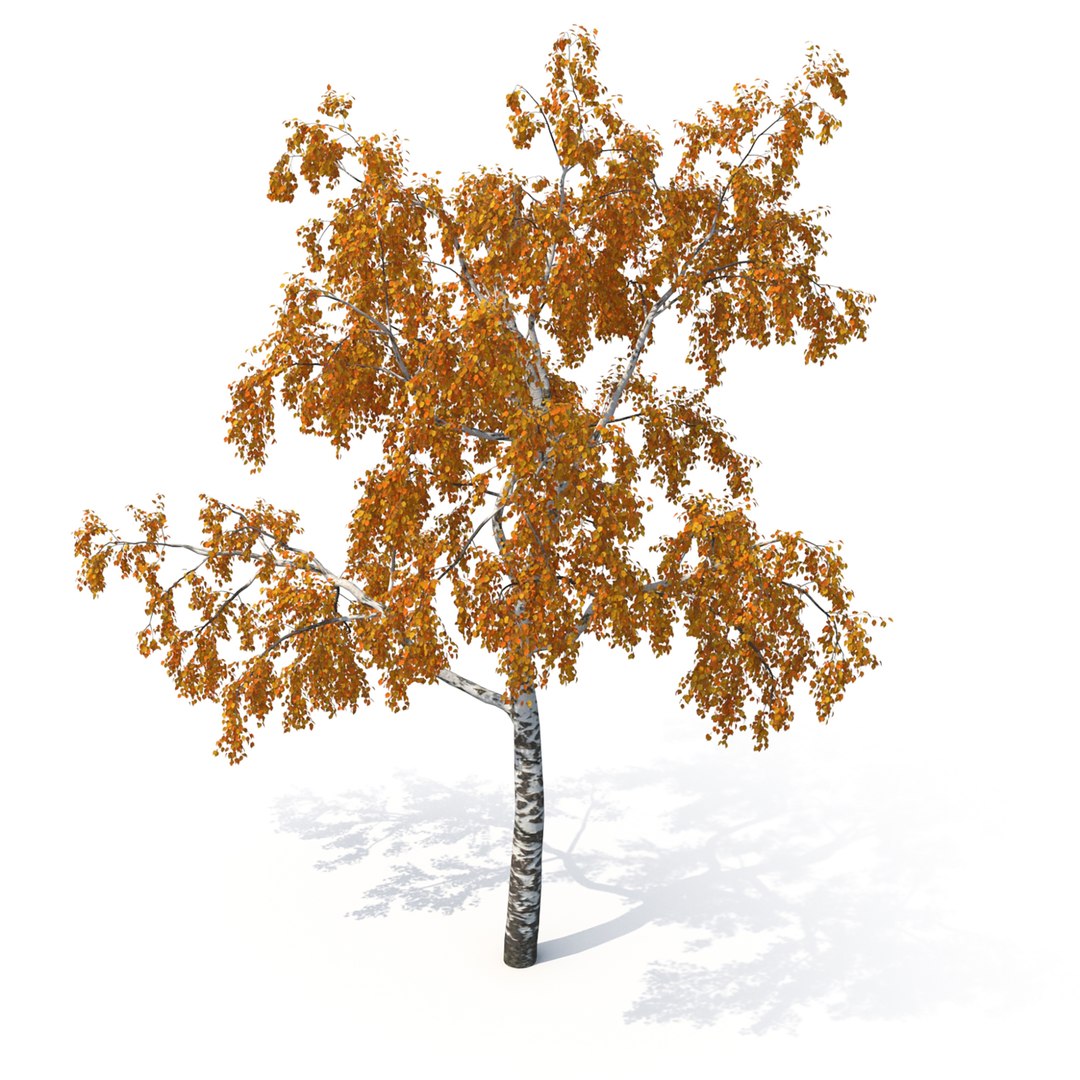 Birch tree autumn version 3D model - TurboSquid 1493788