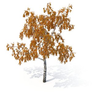 birch tree autumn version 3D model