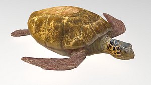 turtle 3D
