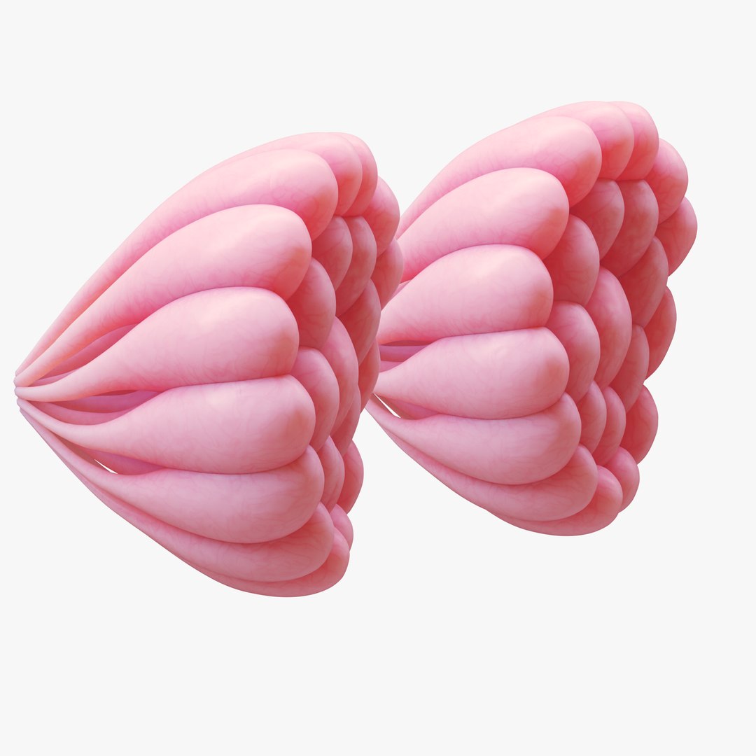 Mammary Gland Anatomy 3D model https://p.turbosquid.com/ts-thumb/dh/qucAwN/pW/6/png/1680451234/1920x1080/fit_q87/e2960ffccdcfda33f3e6b147927a145922515f79/6.jpg