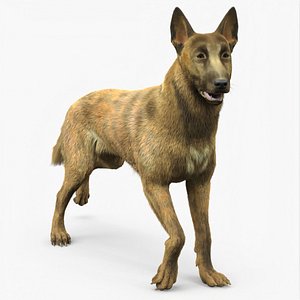 Shepherd Dog Gold Brindle Fur for Maya Rigged