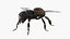 Midair Pollen Bee Animated Rigged For Blender