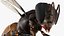 Midair Pollen Bee Animated Rigged For Blender